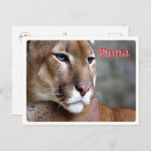 Argentinië - Puma - Briefkaart (Voorkant / Achterkant)