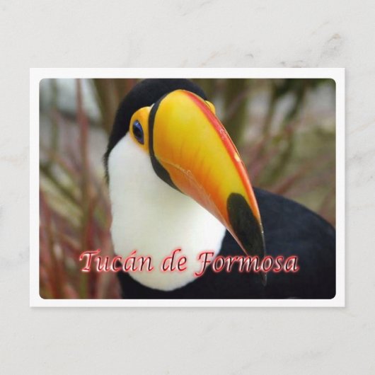 Argentinië - Tucán de Formosa - Briefkaart (Voorkant)