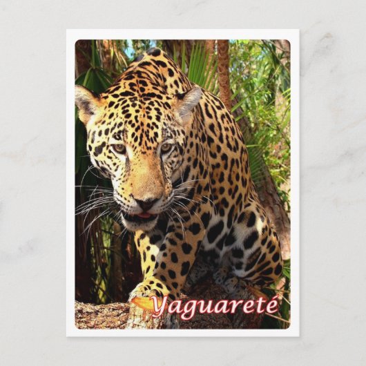 Argentinië - Yaguareté - Briefkaart (Voorkant)