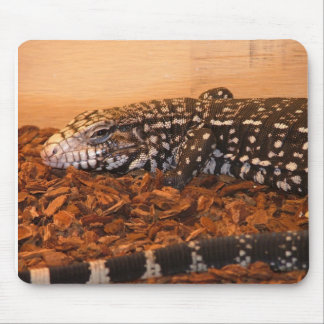 Argetine Black en White Tegu Muismat