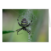 Argiope bruennichi (Voorkant Horizontaal)