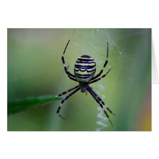 Argiope bruennichi (Voorkant Horizontaal)