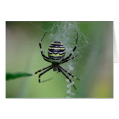 Argiope bruennichi (Voorkant Horizontaal)