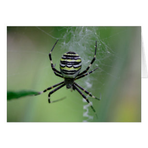 Argiope bruennichi