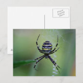 Argiope bruennichi briefkaart (Voorkant / Achterkant)