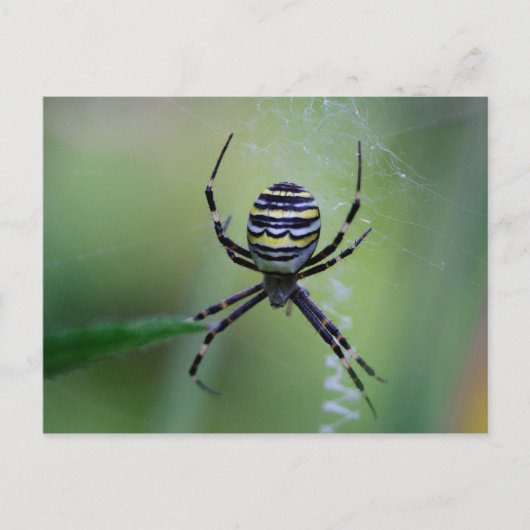 Argiope bruennichi briefkaart (Voorkant)