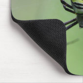 Argiope bruennichi muismat (Hoek)