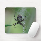 Argiope bruennichi muismat (Met muis)