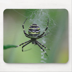 Argiope bruennichi muismat