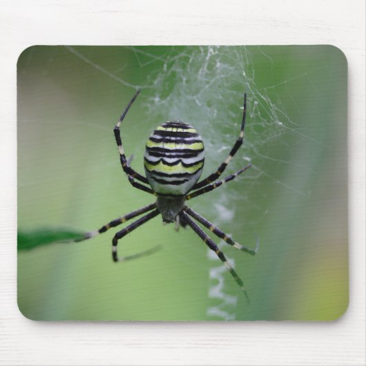 Argiope bruennichi muismat (Voorkant)
