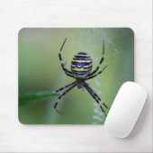 Argiope bruennichi muismat (Met muis)