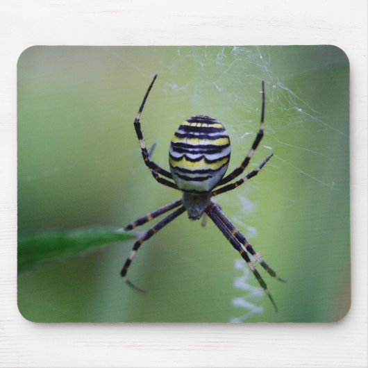 Argiope bruennichi muismat (Voorkant)