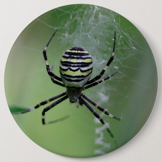 Argiope bruennichi ronde button 6,0 cm (Voorkant)