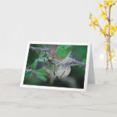 Argiope bruennichi, Wespenspin en Ei Kaart (Gele Bloem)