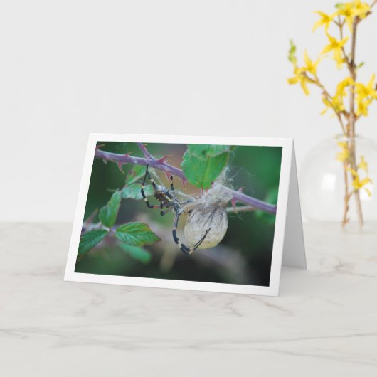 Argiope bruennichi, Wespenspin en Ei Kaart (Gele Bloem)