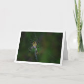 Argiope bruennichi, Wespenspin, Orb-wever Kaart (Voorkant)