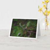 Argiope bruennichi, Wespenspin, Orb-wever Kaart (Gele Bloem)