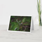 Argiope bruennichi, Wespenspin, Orb-wever Kaart (Voorkant)