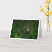 Argiope bruennichi, Wespenspin, Orb-wever Kaart (Gele Bloem)