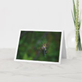 Argiope bruennichi, Wespenspin, Orb-wever Kaart (Voorkant)