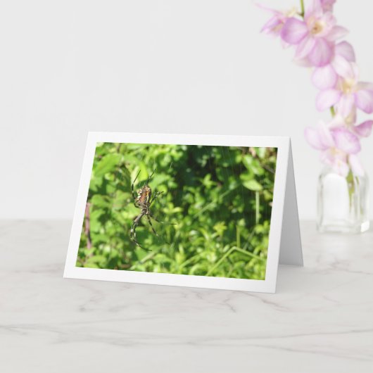 Argiope bruennichi, Wespenspin, Orb-wever Kaart (Orchidee)