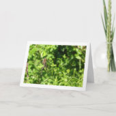 Argiope bruennichi, Wespenspin, Orb-wever Kaart (Voorkant)