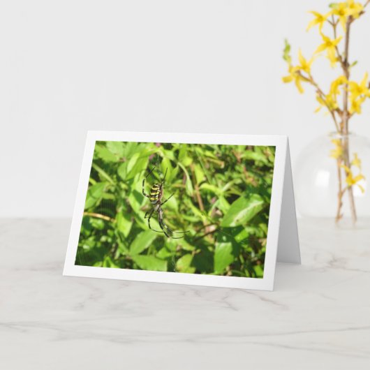 Argiope bruennichi, Wespenspin, Wielwebspin Kaart (Gele Bloem)