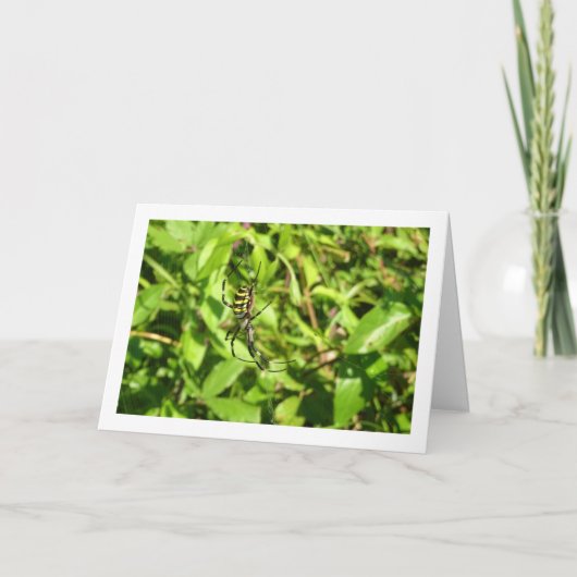 Argiope bruennichi, Wespenspin, Wielwebspin Kaart (Voorkant)