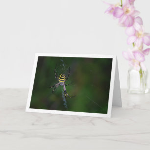 Argiope bruennichi, Wespenspin, Wielwebspin Kaart
