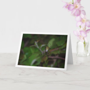 Argiope bruennichi, Wespenspin, Wielwebspin Kaart