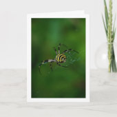 Argiope bruennichi, Wespenspin, Wielwebspin Kaart (Voorkant)