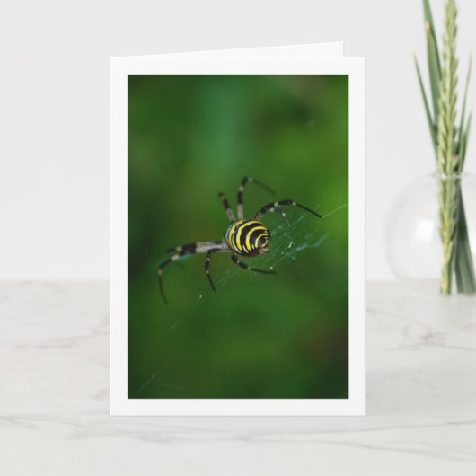 Argiope bruennichi, Wespenspin, Wielwebspin Kaart (Voorkant)