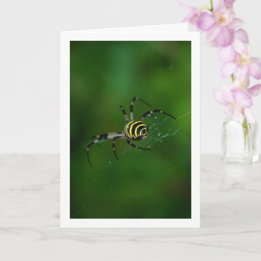 Argiope bruennichi, Wespenspin, Wielwebspin Kaart (Orchidee)