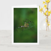 Argiope bruennichi, Wespenspin, Wielwebspin Kaart (Gele Bloem)