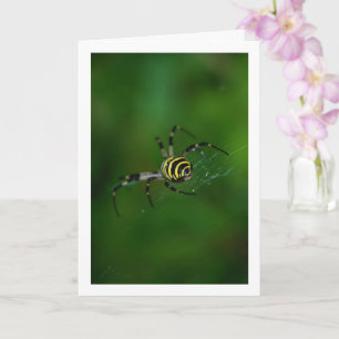 Argiope bruennichi, Wespenspin, Wielwebspin Kaart
