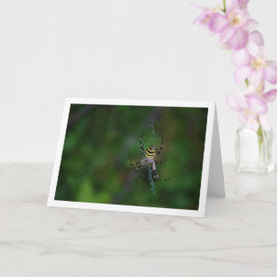 Argiope bruennichi, Wespenspin, Wielwebspin Kaart