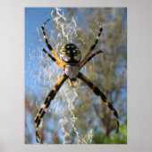 Argiope Spider Poster (Voorkant)