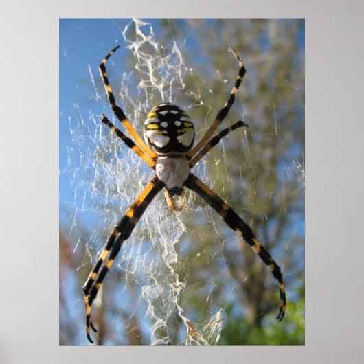Argiope Spider Poster (Voorkant)