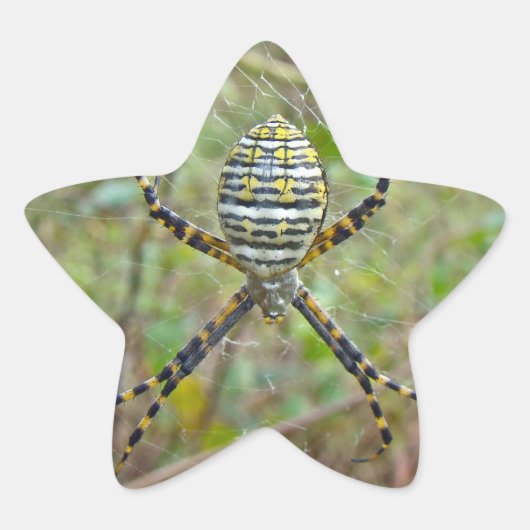 Argiope trifasciata Orb Weaver Spider Ster Sticker (Voorkant)