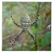 Argiope trifasciata Orb Weaver Spider Tegeltje (Voorkant)