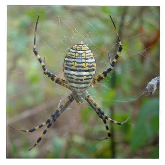 Argiope trifasciata Orb Weaver Spider Tegeltje (Voorkant)