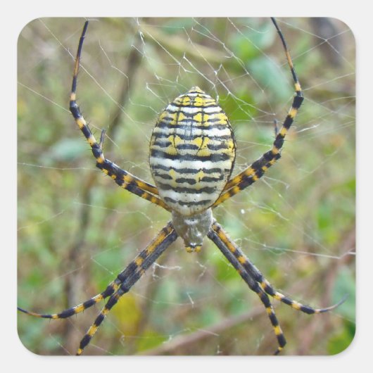 Argiope trifasciata Orb Weaver Spider Vierkante Sticker (Voorkant)