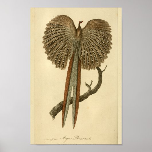 Argus Pheasant Natural History Druk vogel af Poster (Voorkant)