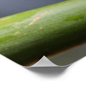 Argus Reed Frog op een tak Poster (Hoek)