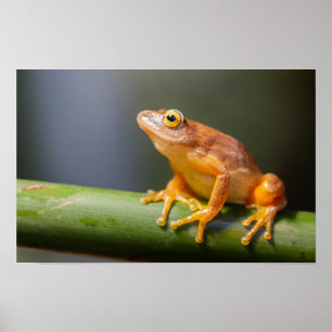 Argus Reed Frog op een tak Poster