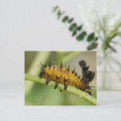 Argus Tortoise Shell Beetle Larva Briefkaart (Staand voorkant)