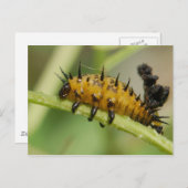 Argus Tortoise Shell Beetle Larva Briefkaart (Voorkant / Achterkant)