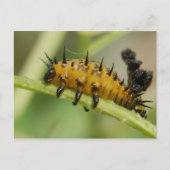 Argus Tortoise Shell Beetle Larva Briefkaart (Voorkant)