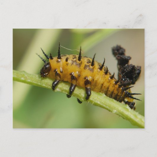 Argus Tortoise Shell Beetle Larva Briefkaart (Voorkant)