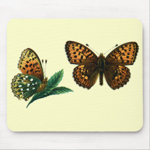Argynnis aglaja muismat